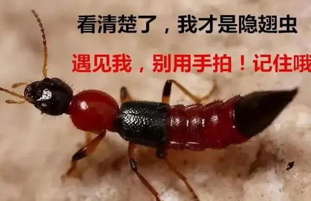 【健康科普】用手拍死這種蟲，當(dāng)心皮膚潰爛??！